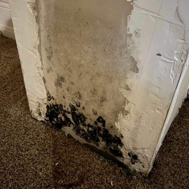 Professional Mold Removal in Licking County, OH